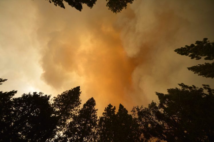 forest, Fire, Flames, Tree, Disaster, Smoke HD Wallpaper Desktop Background
