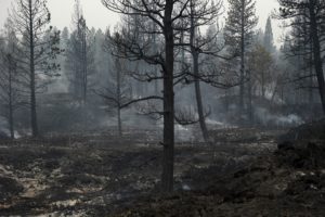 forest, Fire, Flames, Tree, Disaster, Smoke