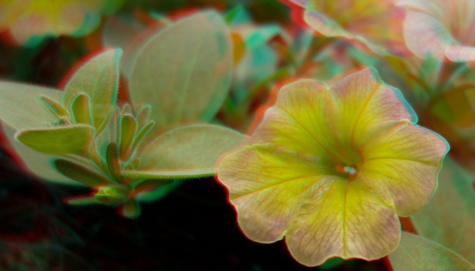 anaglyph, Cars, Glasses, Nature Wallpaper