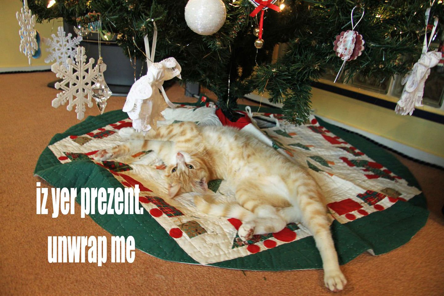 lol, Cats, Cat, Humor, Funny Wallpaper