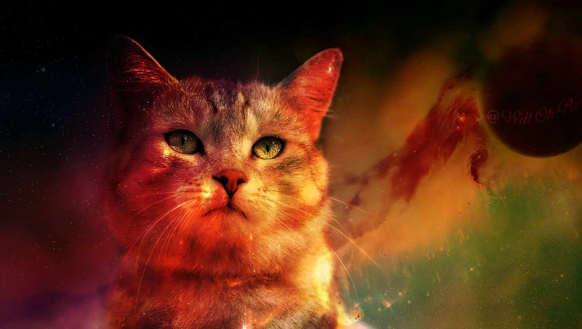 cats, Cat Wallpaper