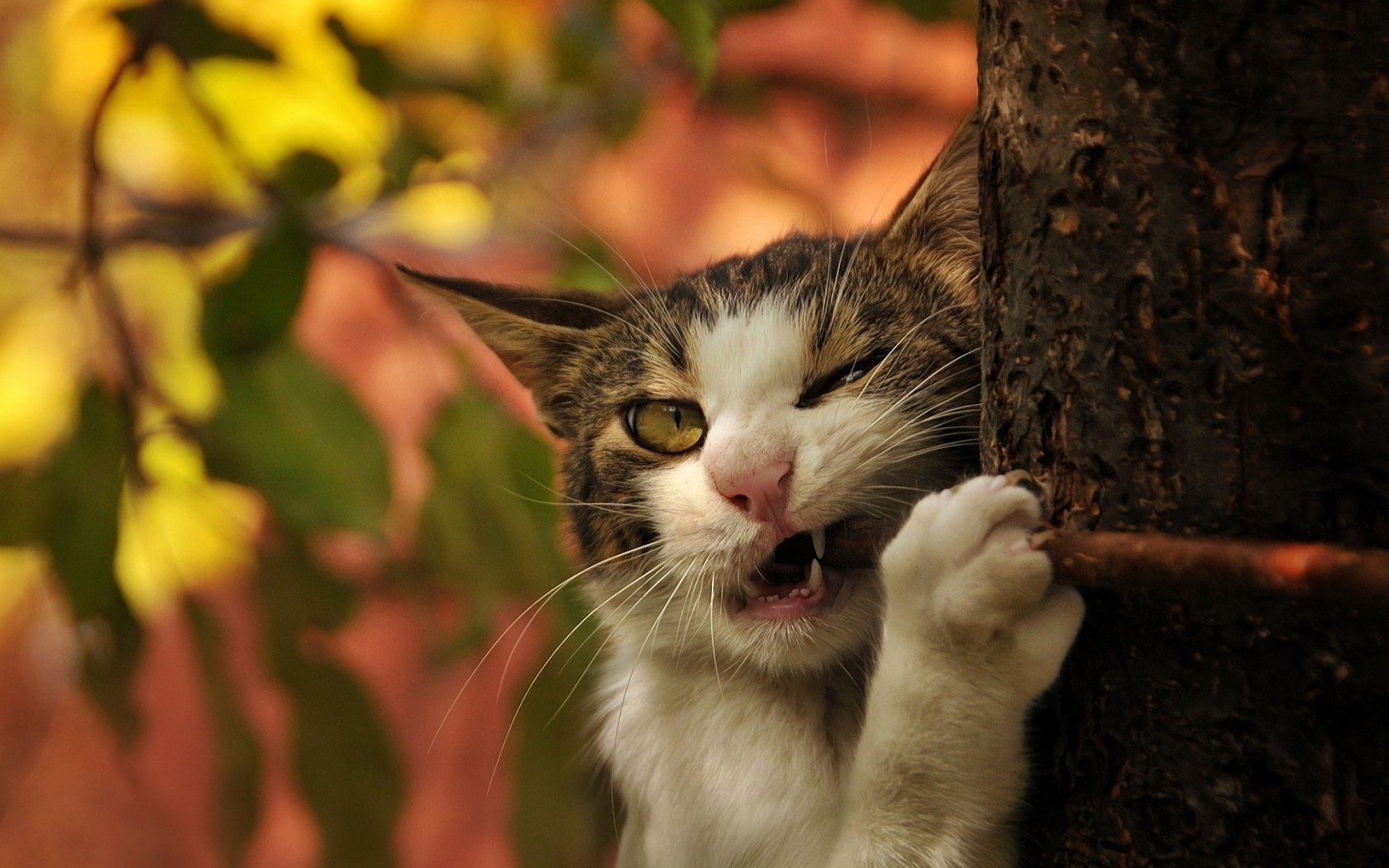 cats, Cat, Humor, Funny, Lol Wallpaper