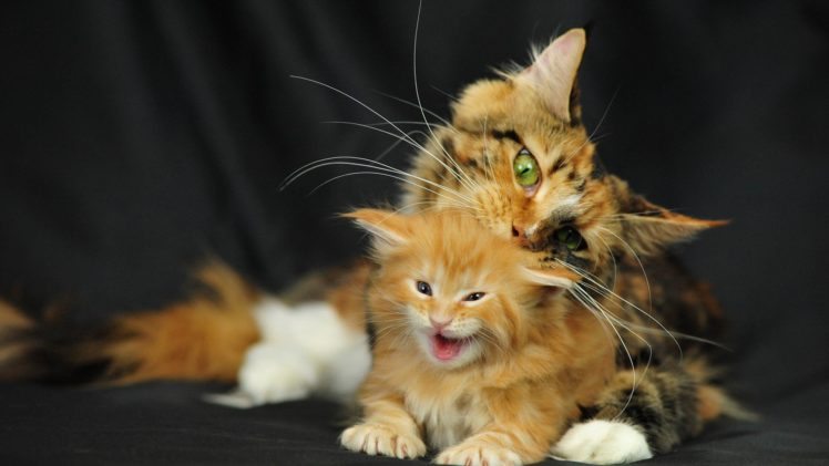 cats, Cat, Humor, Funny, Lol, Kitten HD Wallpaper Desktop Background