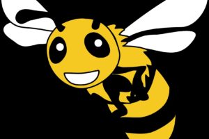 bee, Insect, Bees