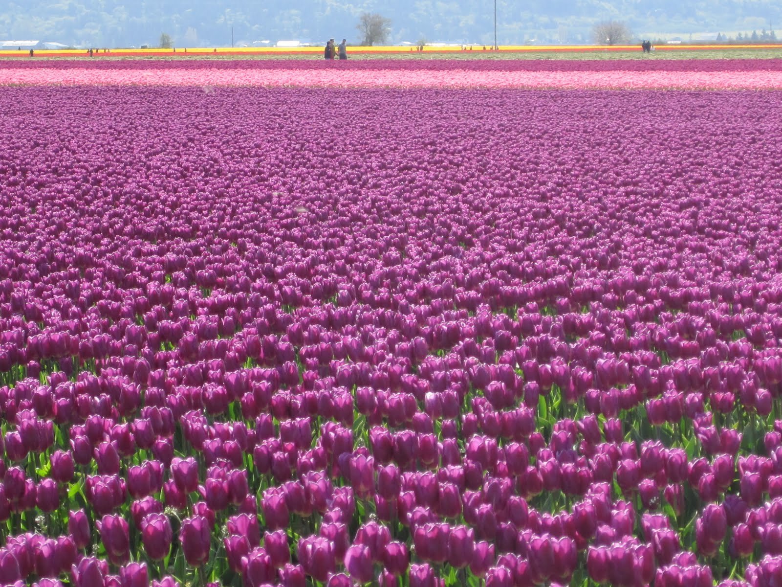 tulip, Fields, Tulips, Field, Flower, Flowers Wallpaper