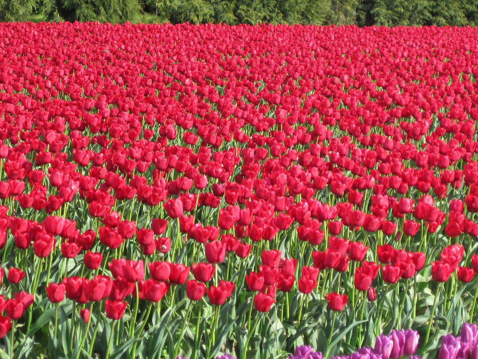 tulip, Fields, Tulips, Field, Flower, Flowers Wallpaper