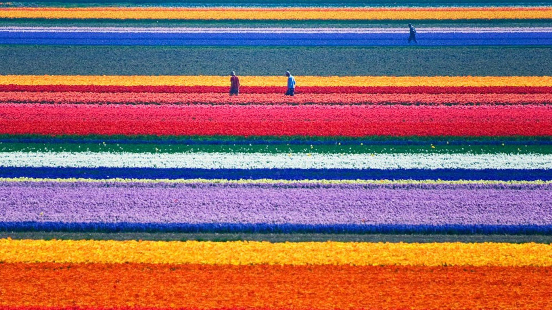 tulip, Fields, Tulips, Field, Flower, Flowers Wallpaper