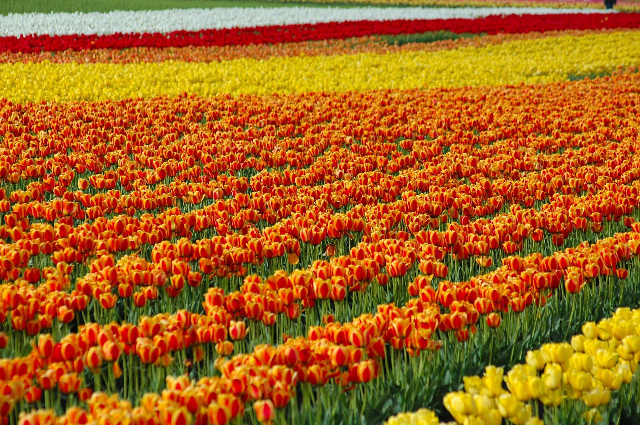 tulip, Fields, Tulips, Field, Flower, Flowers Wallpapers HD / Desktop and Mobile Backgrounds