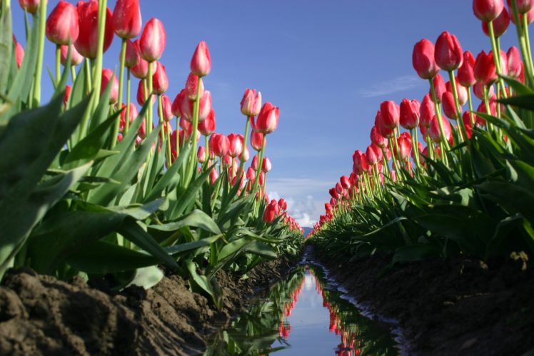 tulip, Fields, Tulips, Field, Flower, Flowers HD Wallpaper Desktop Background