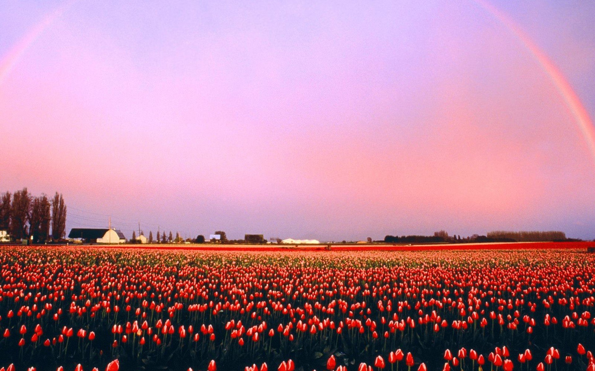 tulip, Fields, Tulips, Field, Flower, Flowers Wallpaper