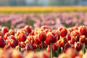 tulip, Fields, Tulips, Field, Flower, Flowers
