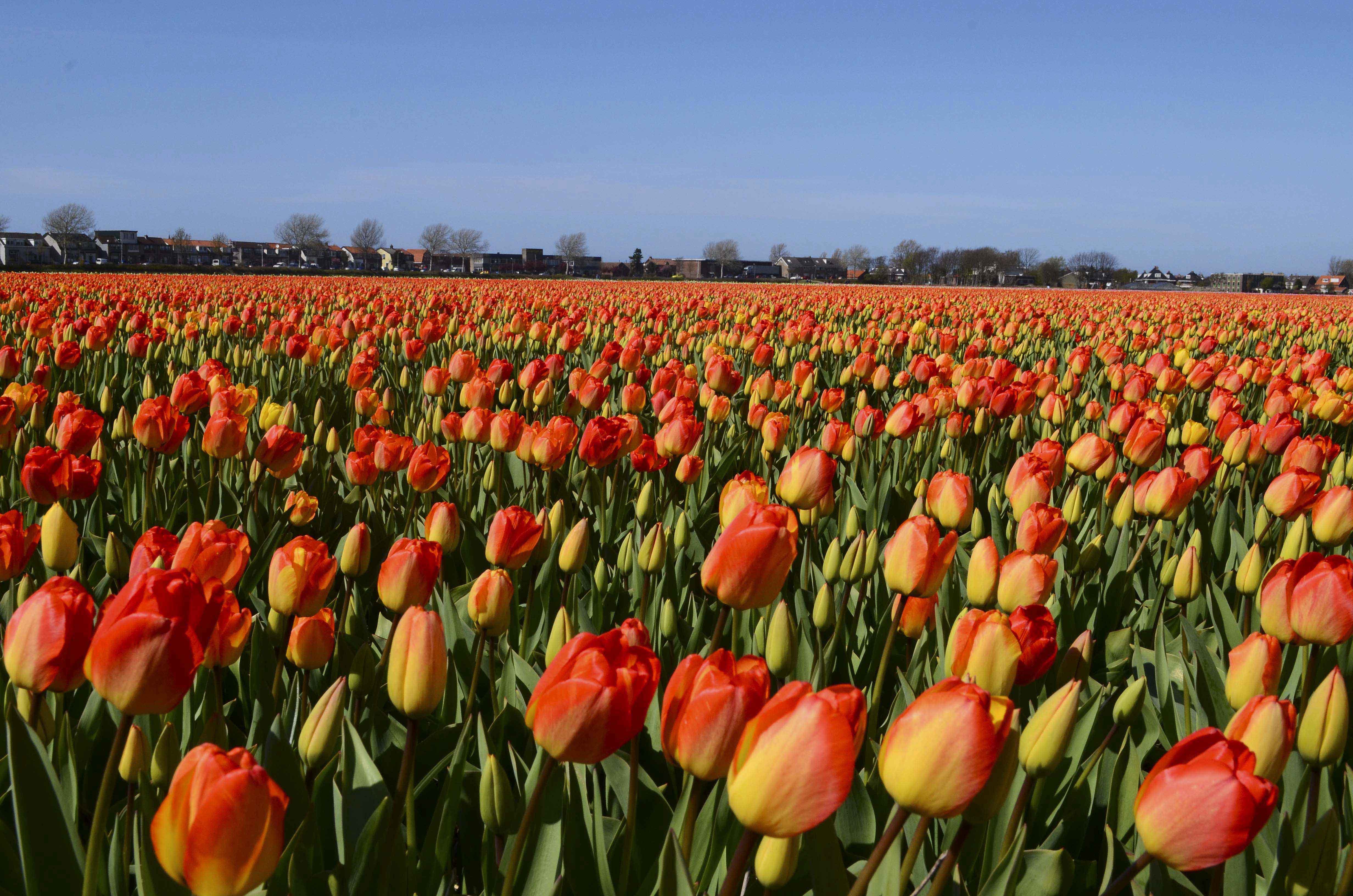 tulip, Fields, Tulips, Field, Flower, Flowers Wallpaper