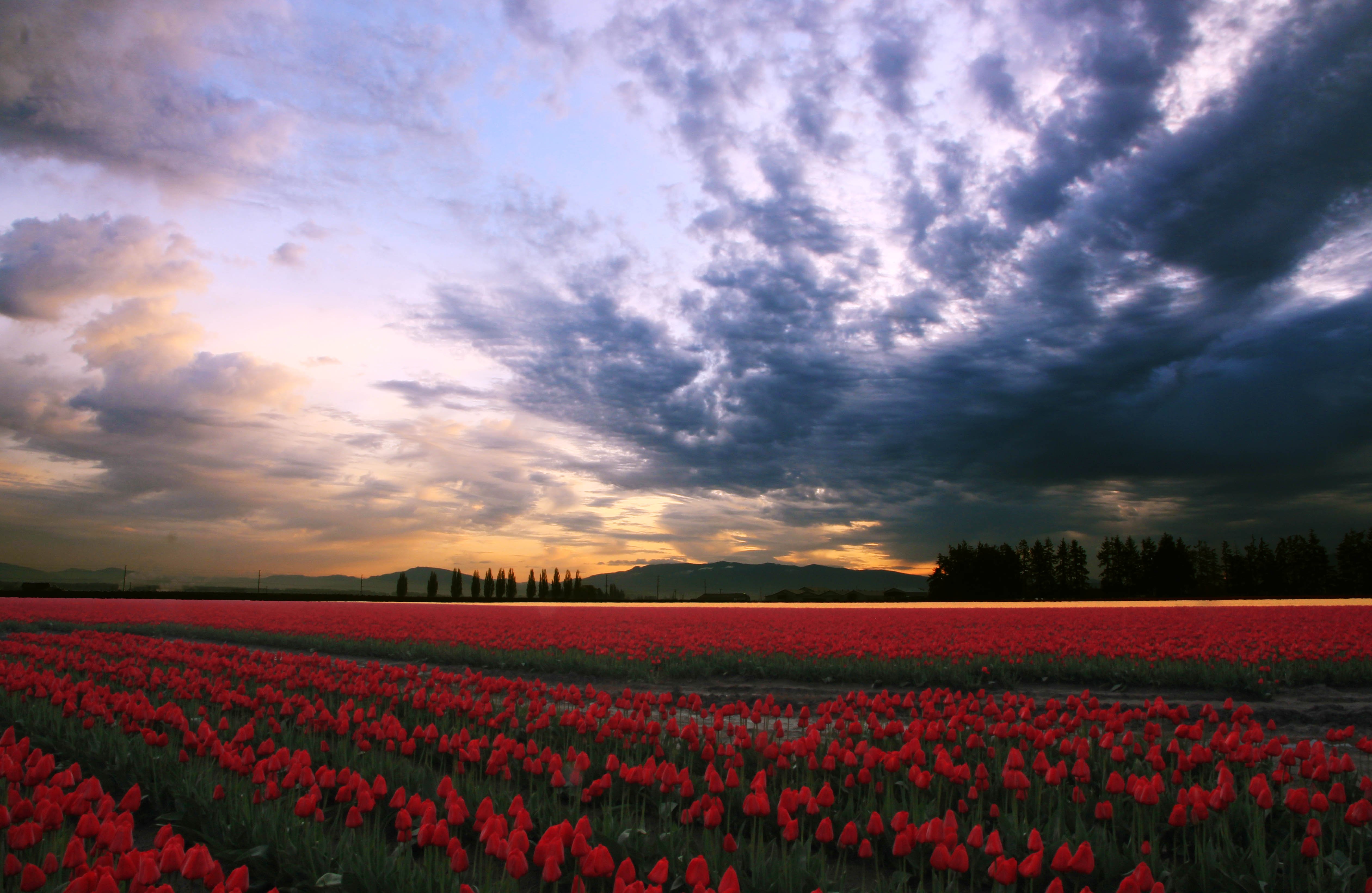 tulip, Fields, Tulips, Field, Flower, Flowers Wallpapers HD / Desktop ...