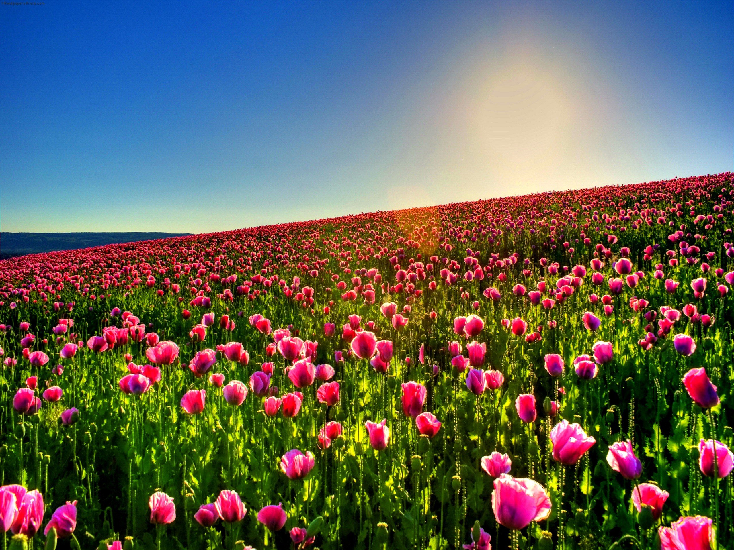 Download tulip, Fields, Tulips, Field, Flower, Flowers Wallpapers ...