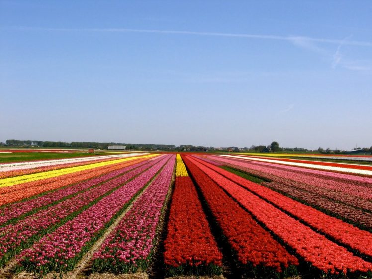 tulip, Fields, Tulips, Field, Flower, Flowers HD Wallpaper Desktop Background