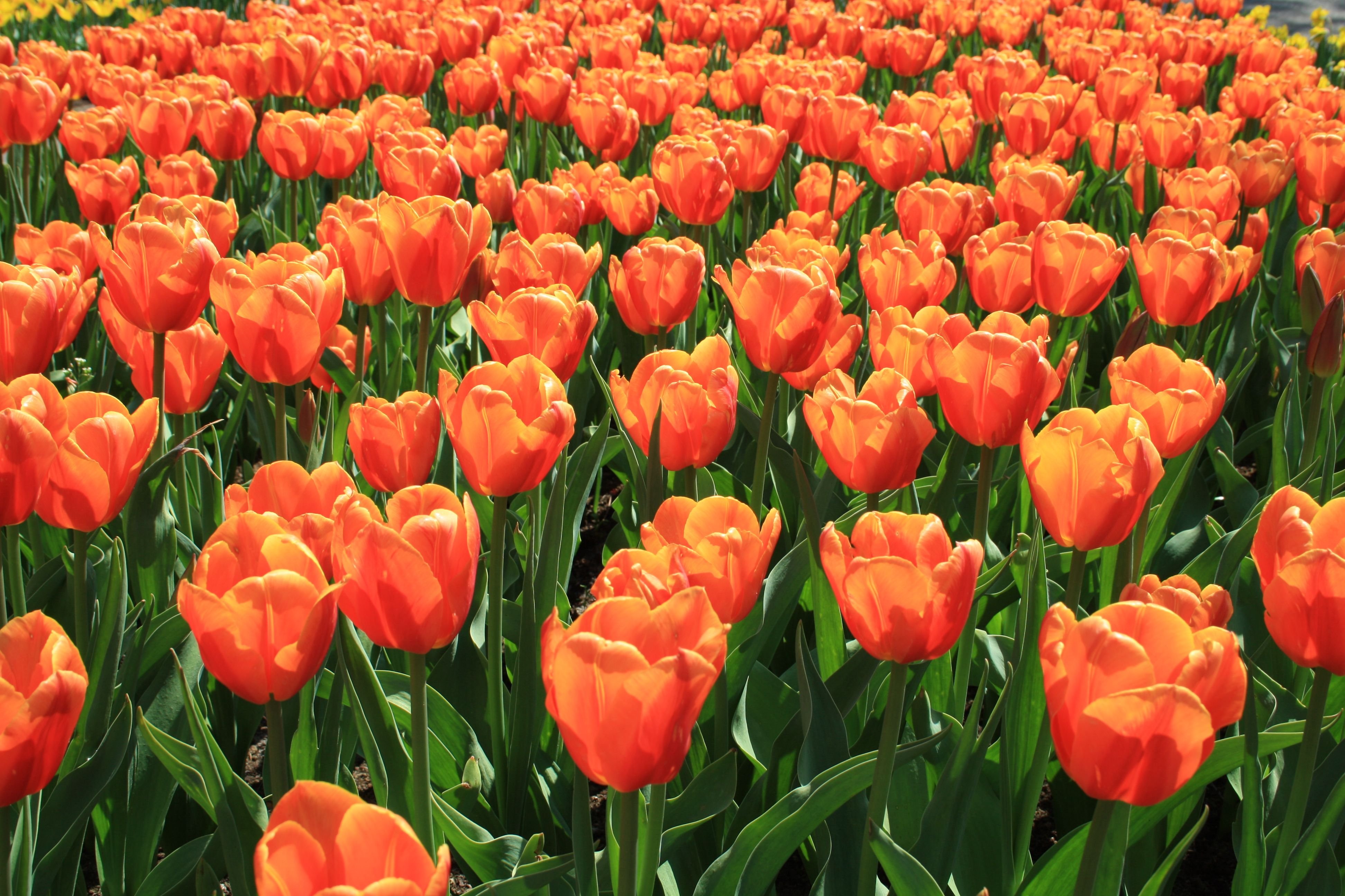 tulip, Fields, Tulips, Field, Flower, Flowers Wallpapers HD / Desktop