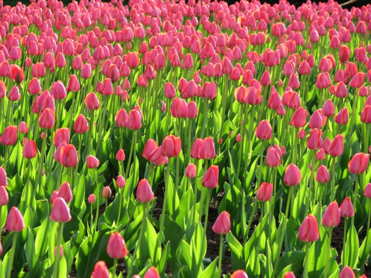 tulip, Fields, Tulips, Field, Flower, Flowers HD Wallpaper Desktop Background