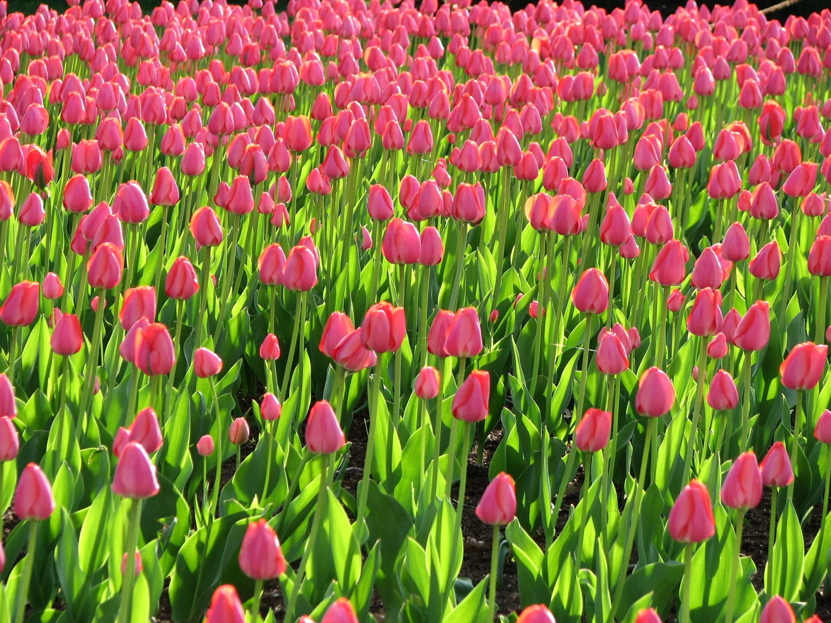Tulip Fields Tulips Field Flower Flowers Wallpapers Hd Desktop