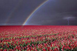 tulip, Fields, Tulips, Field, Flower, Flowers, Rainbow, Lightning