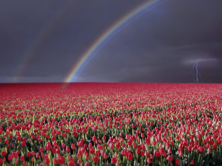 tulip, Fields, Tulips, Field, Flower, Flowers, Rainbow, Lightning HD Wallpaper Desktop Background
