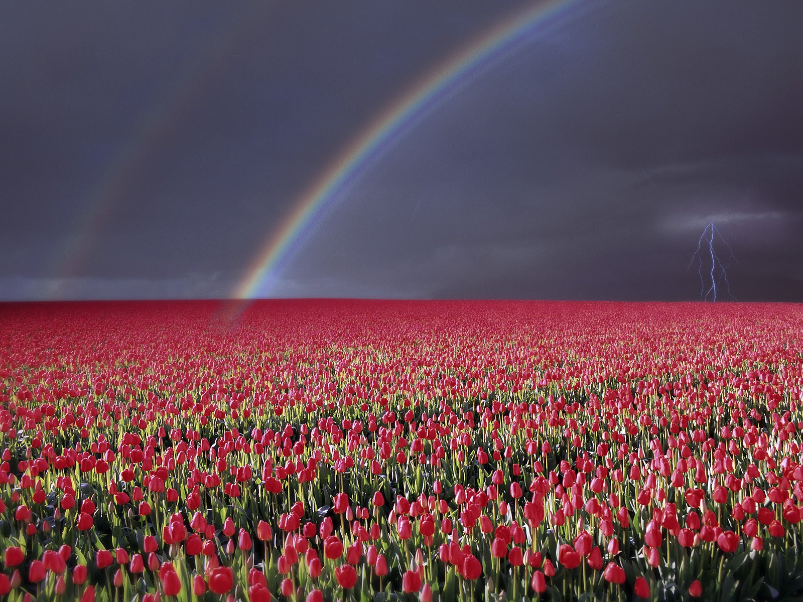 tulip, Fields, Tulips, Field, Flower, Flowers, Rainbow, Lightning Wallpaper