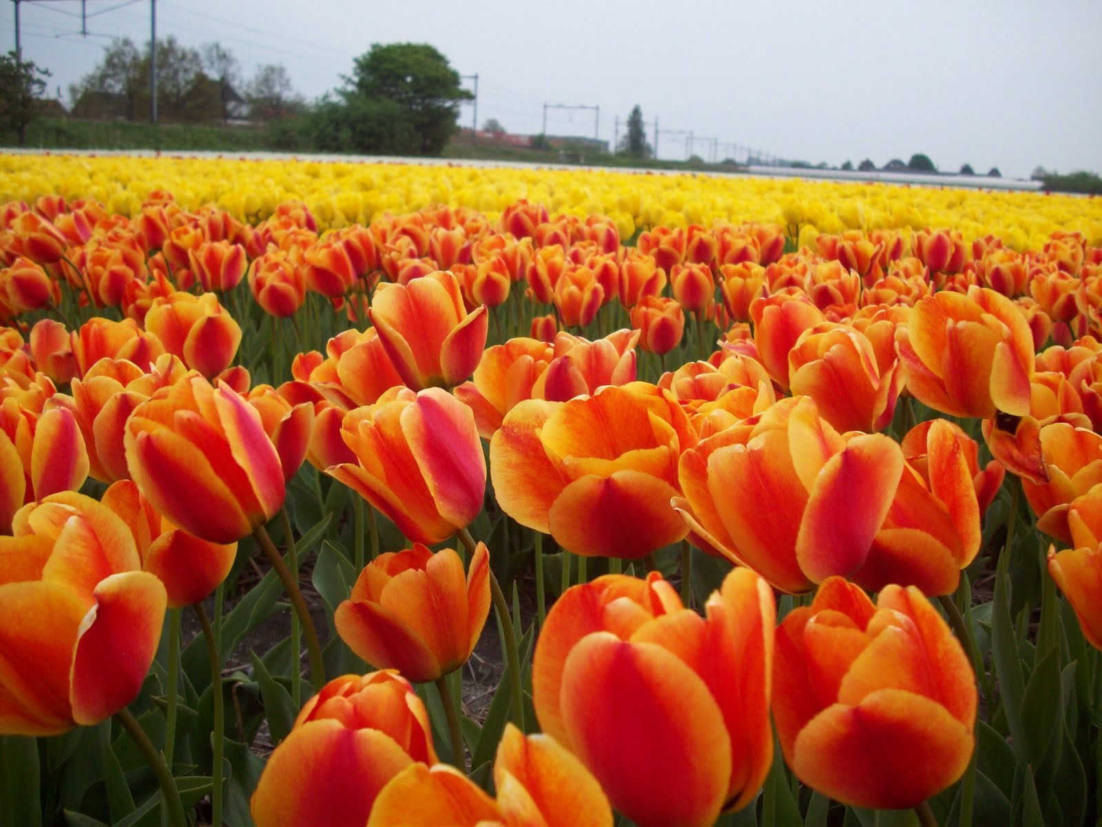 tulip, Fields, Tulips, Field, Flower, Flowers Wallpaper