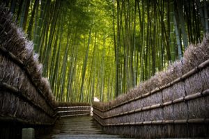 bamboo, Fence