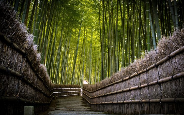 bamboo, Fence HD Wallpaper Desktop Background