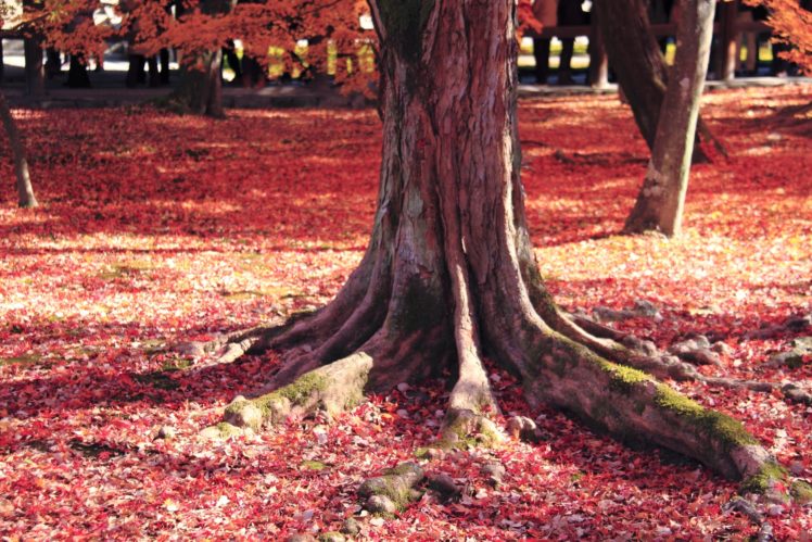 autumn, Leaves, Trees, Forest HD Wallpaper Desktop Background