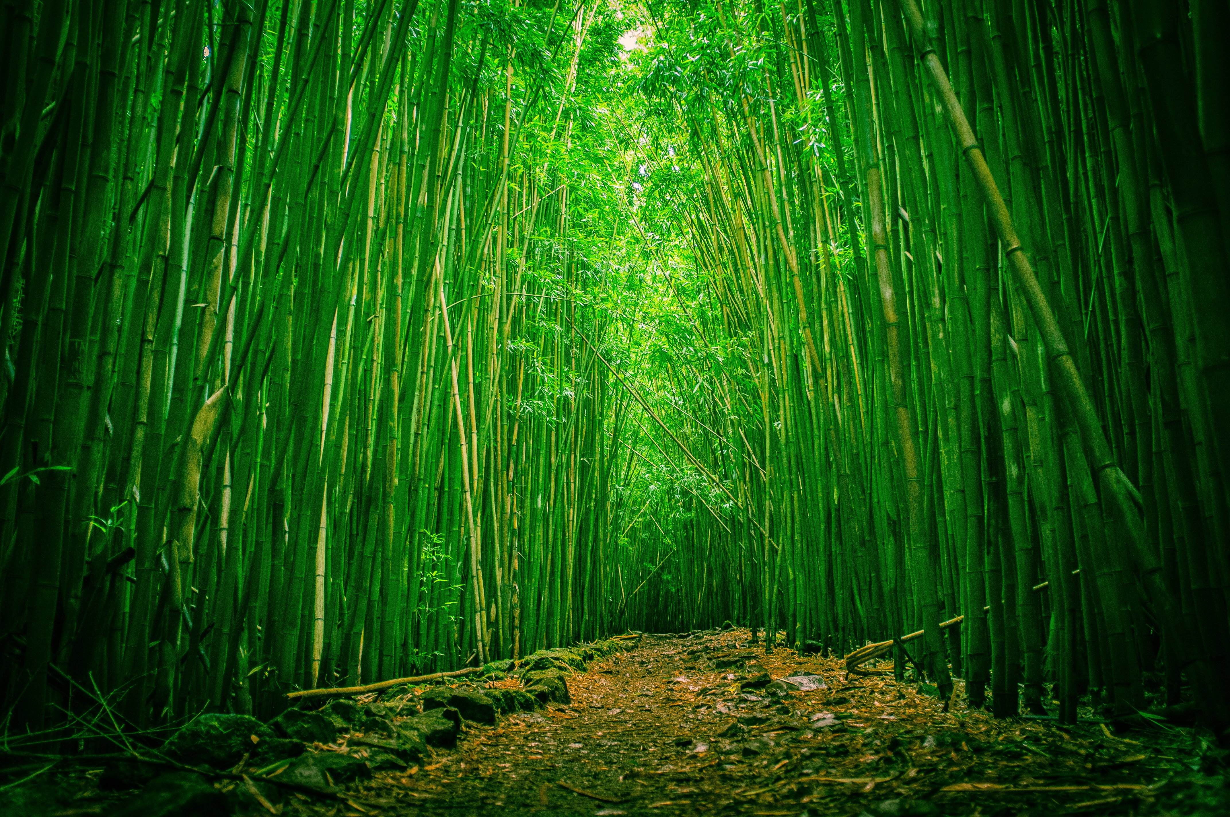 clearing, Bamboo, Wood, Forest Wallpaper