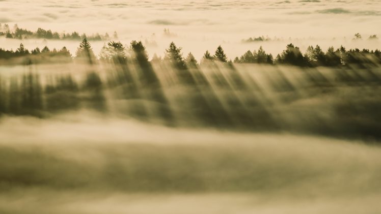 forest, Clouds, Mist, Fog, Landscape HD Wallpaper Desktop Background