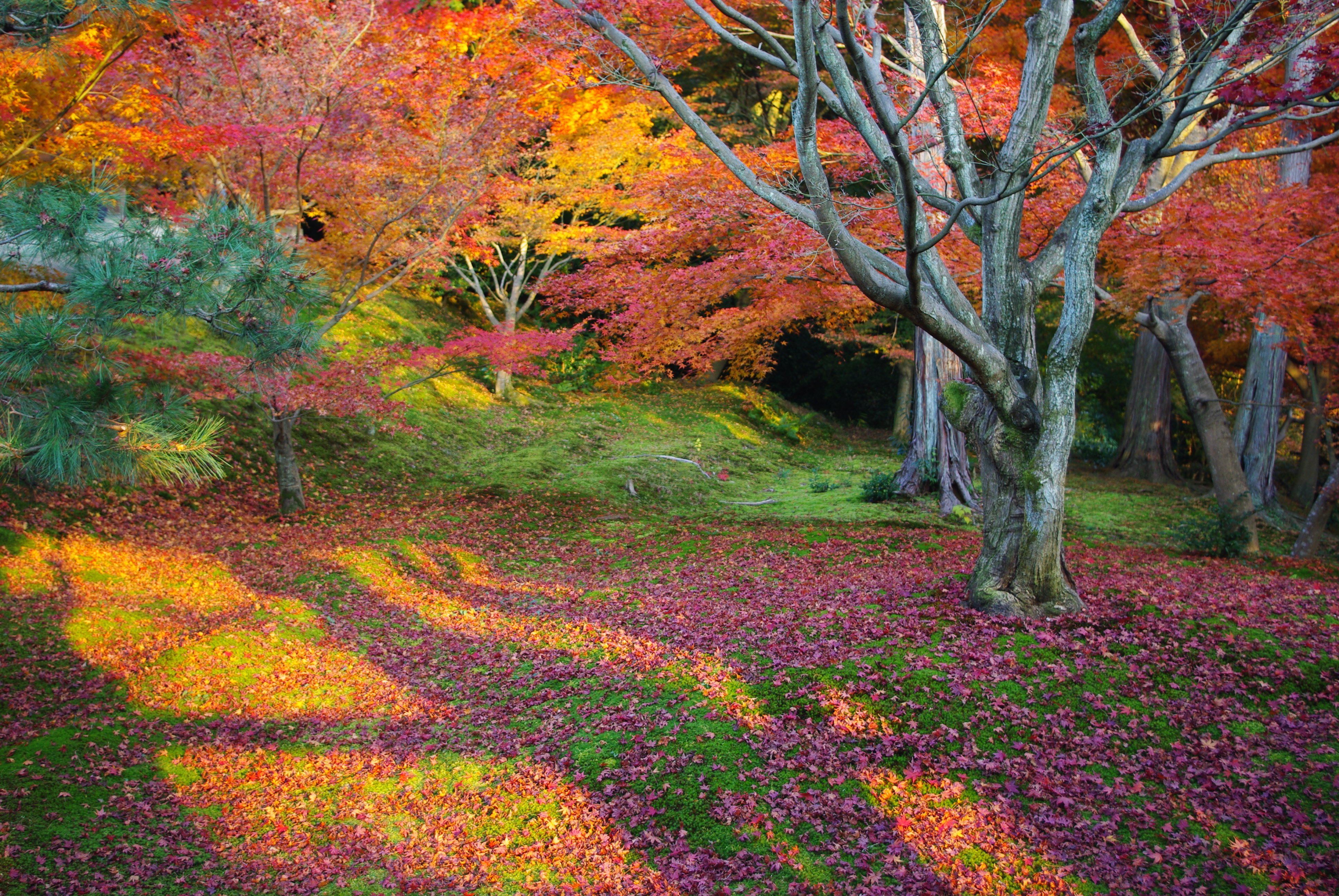 leaves, Trees, Forest, Japan, Tokyo, Autumn Wallpaper
