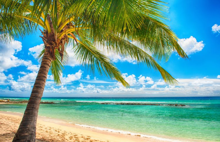 paradise, Sea, Summer, Ocean, Beach, Tropical, Palms, Sunshine HD Wallpaper Desktop Background