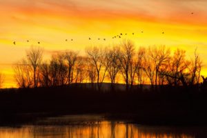 california, Flock, Birds, Sunset, Sunrise, Color, Lake, Reflection