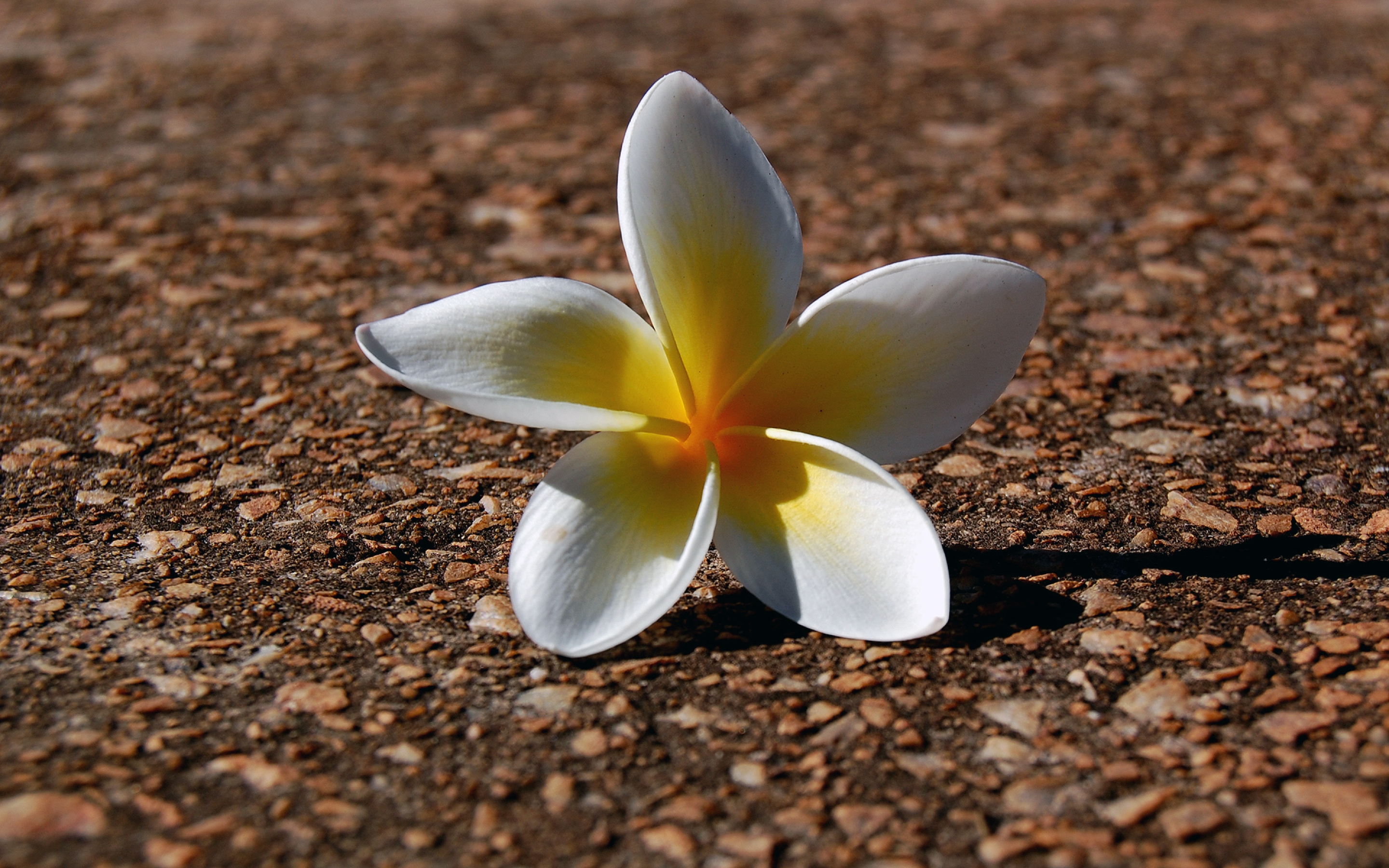 fallen, Flower Wallpaper