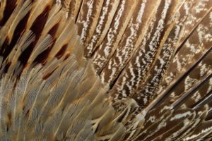 feathers, Pattern, Texture, Wings, Close up