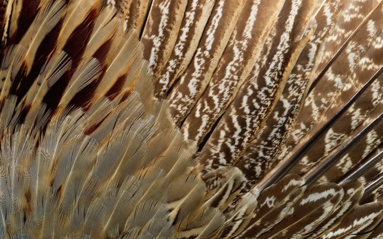 feathers, Pattern, Texture, Wings, Close up HD Wallpaper Desktop Background