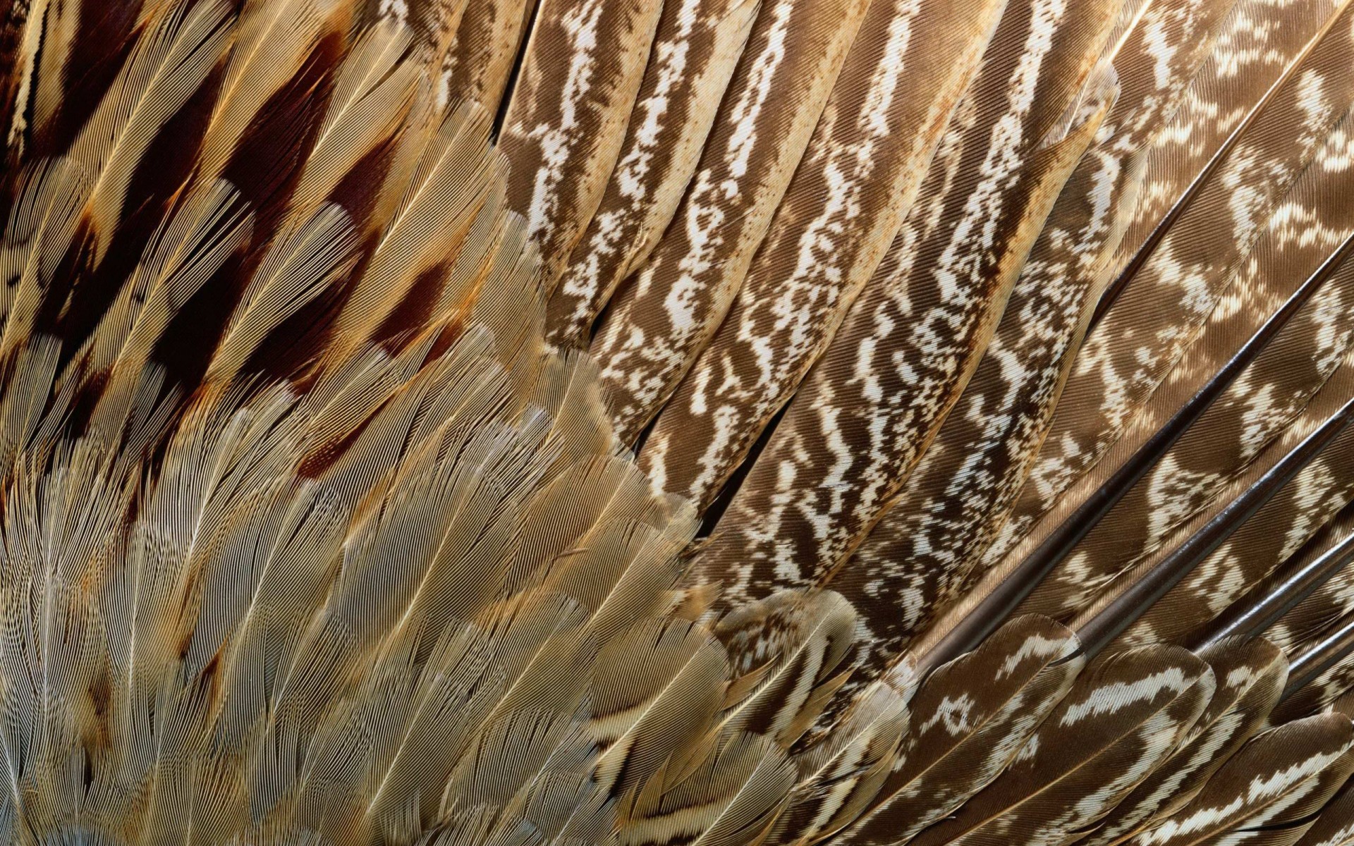 feathers, Pattern, Texture, Wings, Close up Wallpaper