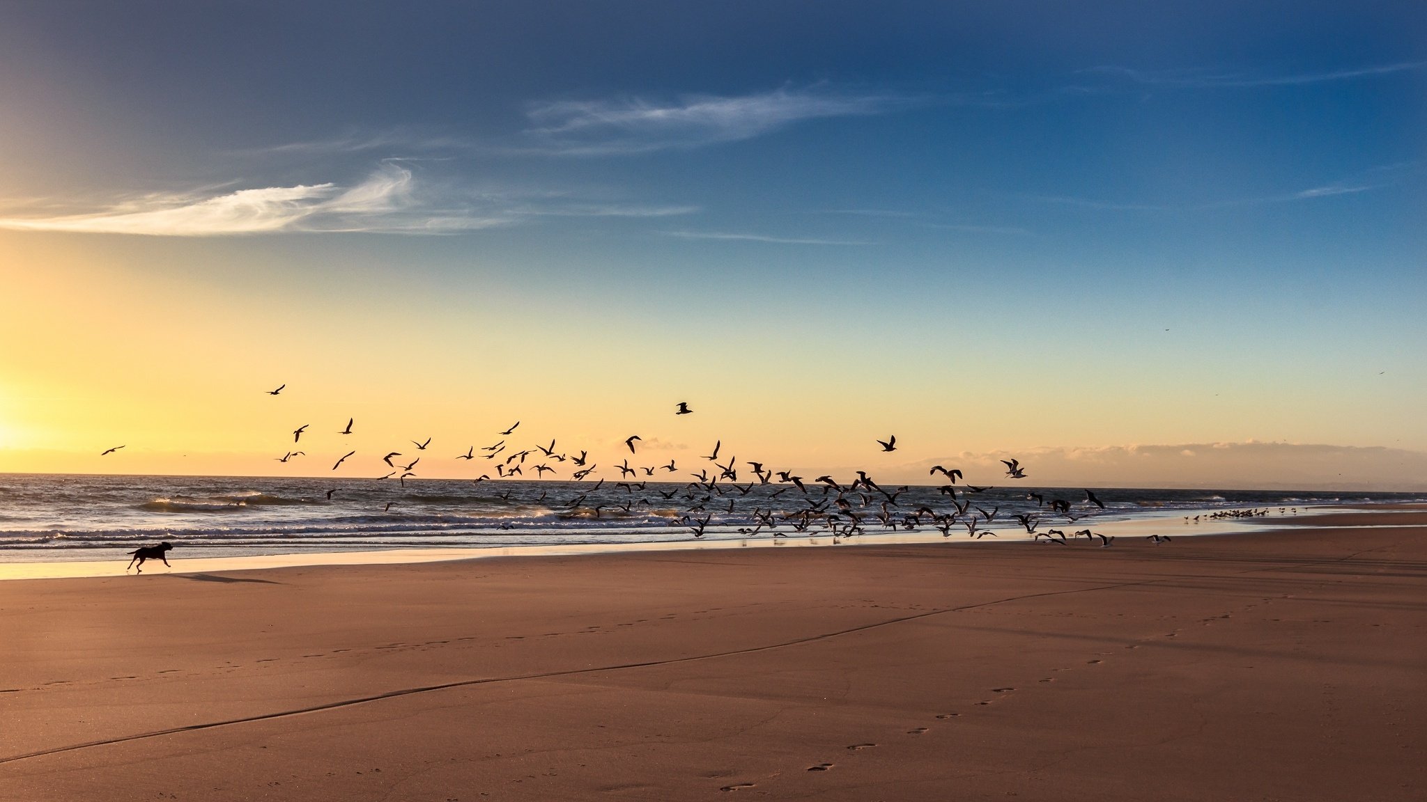 sea, Beach, Dog, Bird, Ocean, Flock, Mood Wallpaper