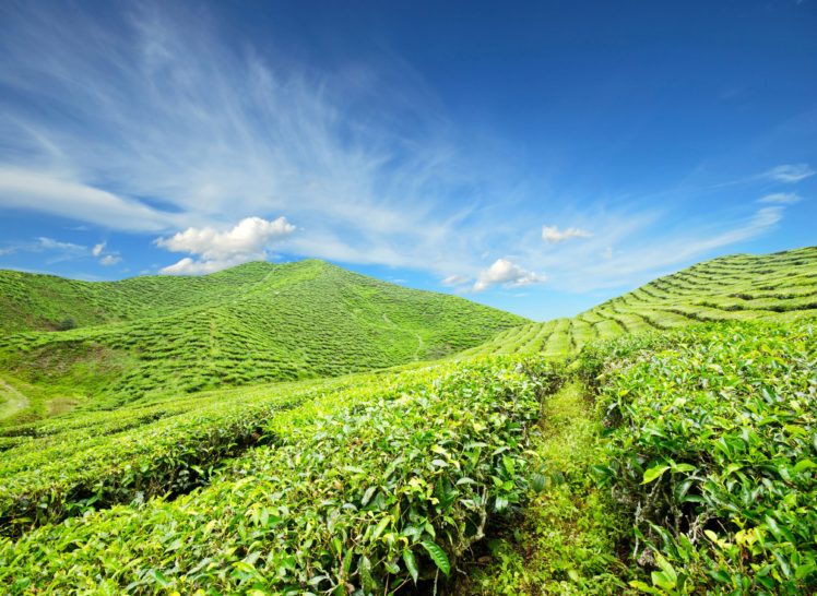fields, Sky, Scenery, Tea, Shrubs, Nature HD Wallpaper Desktop Background
