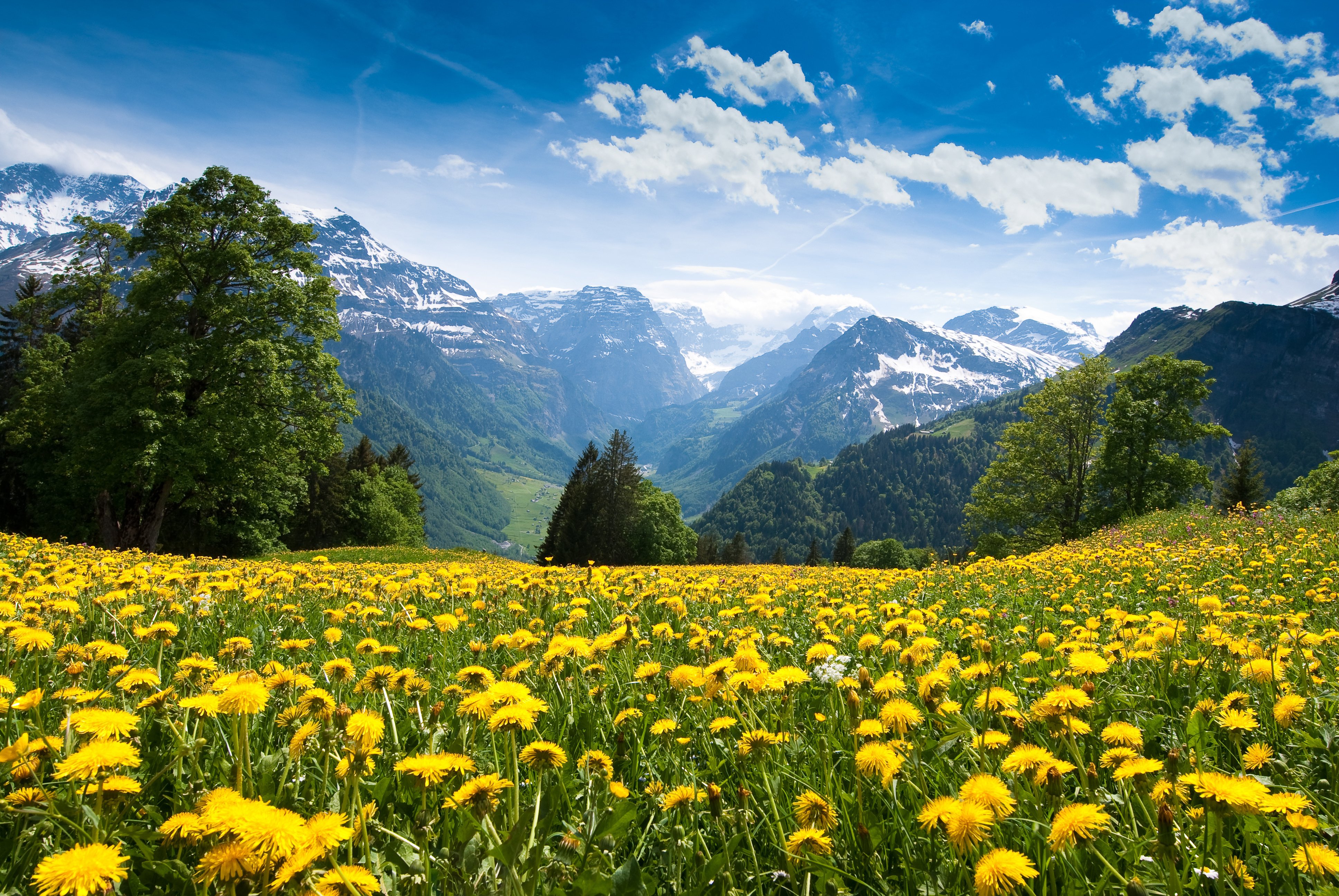 scenery, Mountains, Field, Dandelion, Sky, Trees, Nature, Flowers Wallpaper
