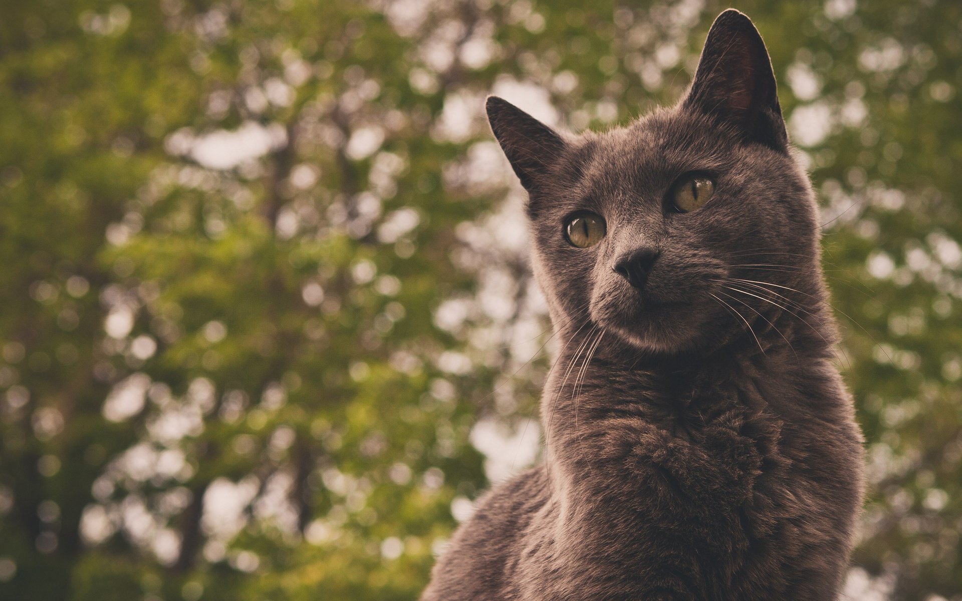 cats, Cat Wallpaper
