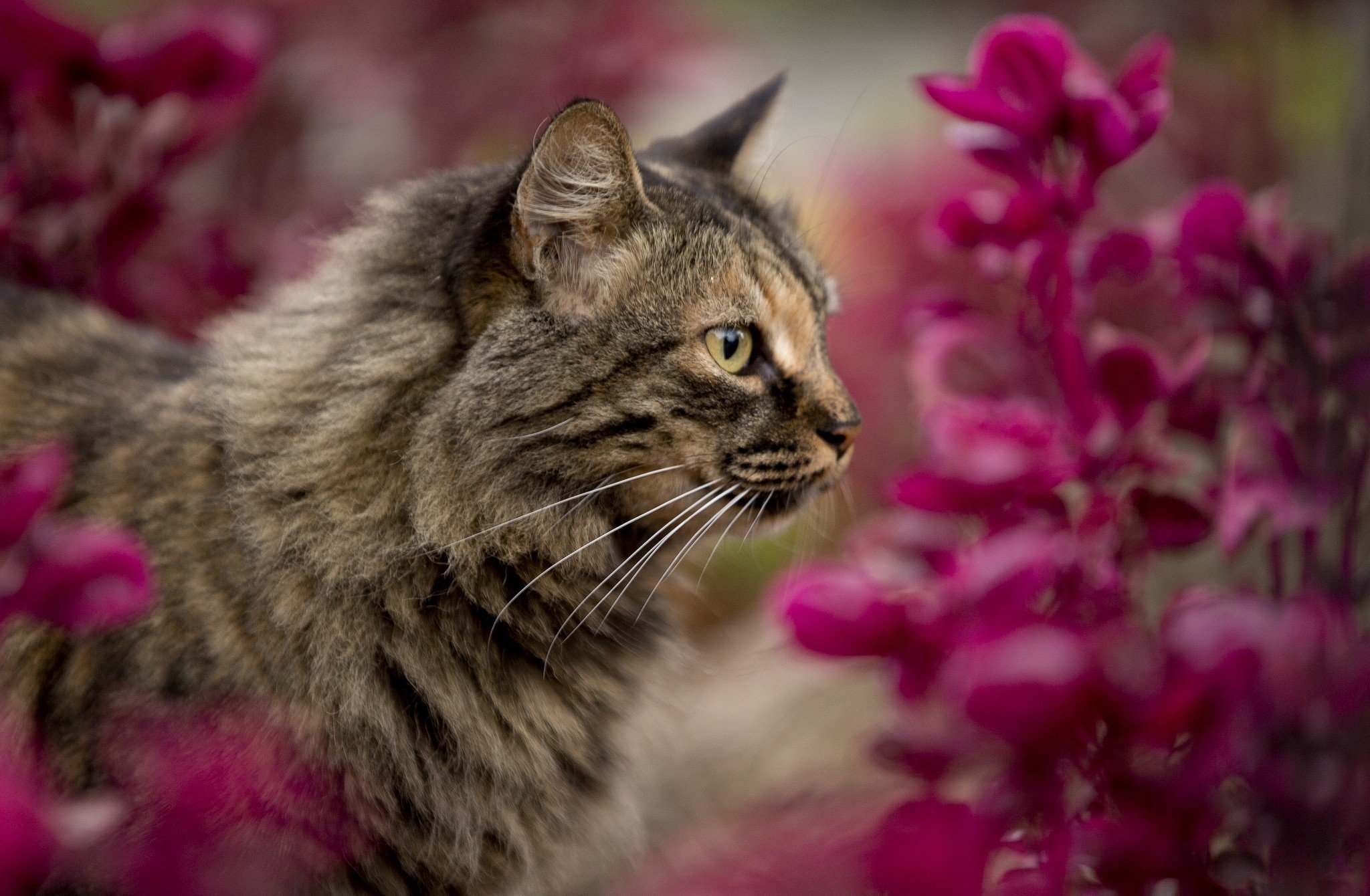 cats, Cat Wallpaper