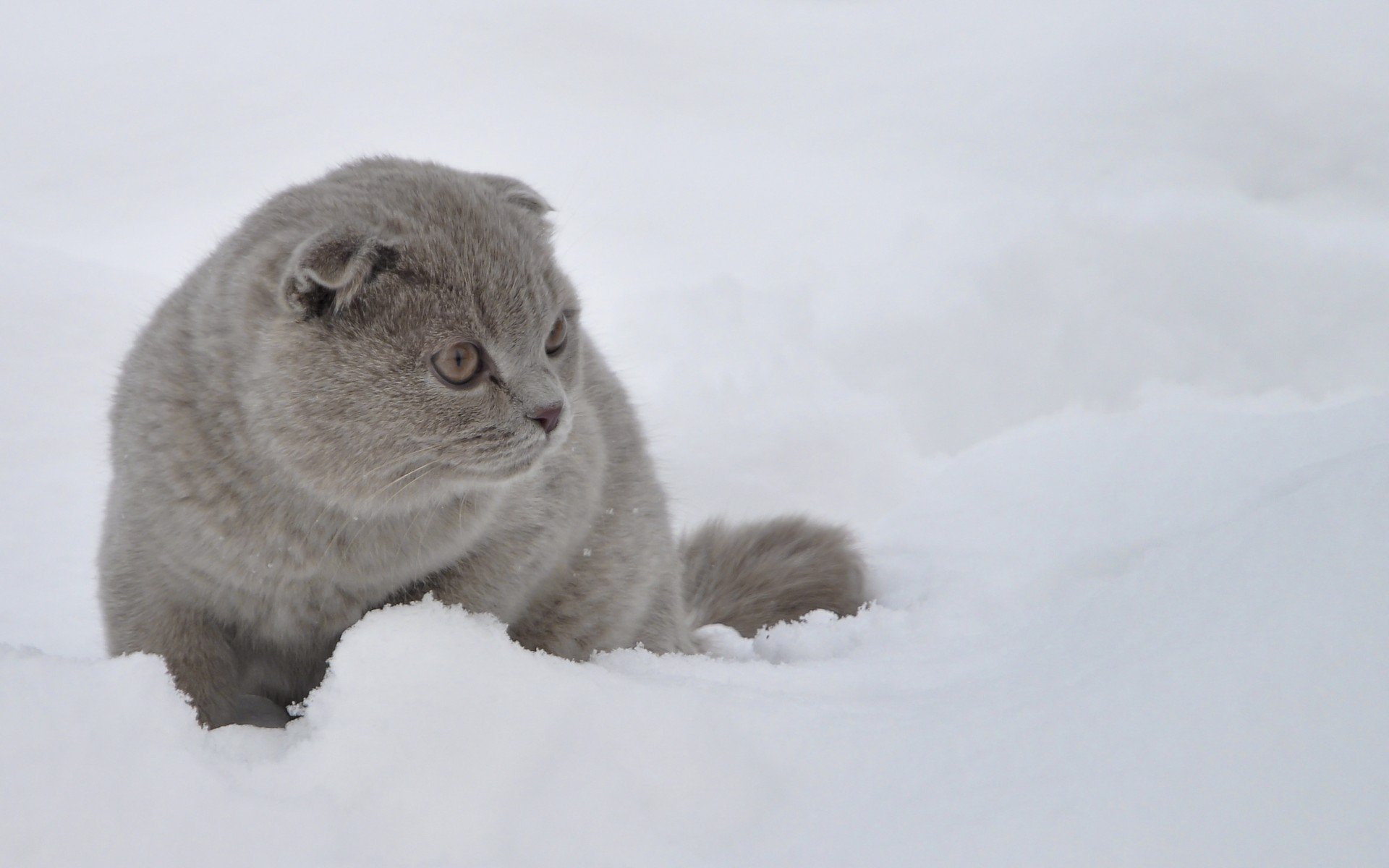 cats, Cat Wallpaper