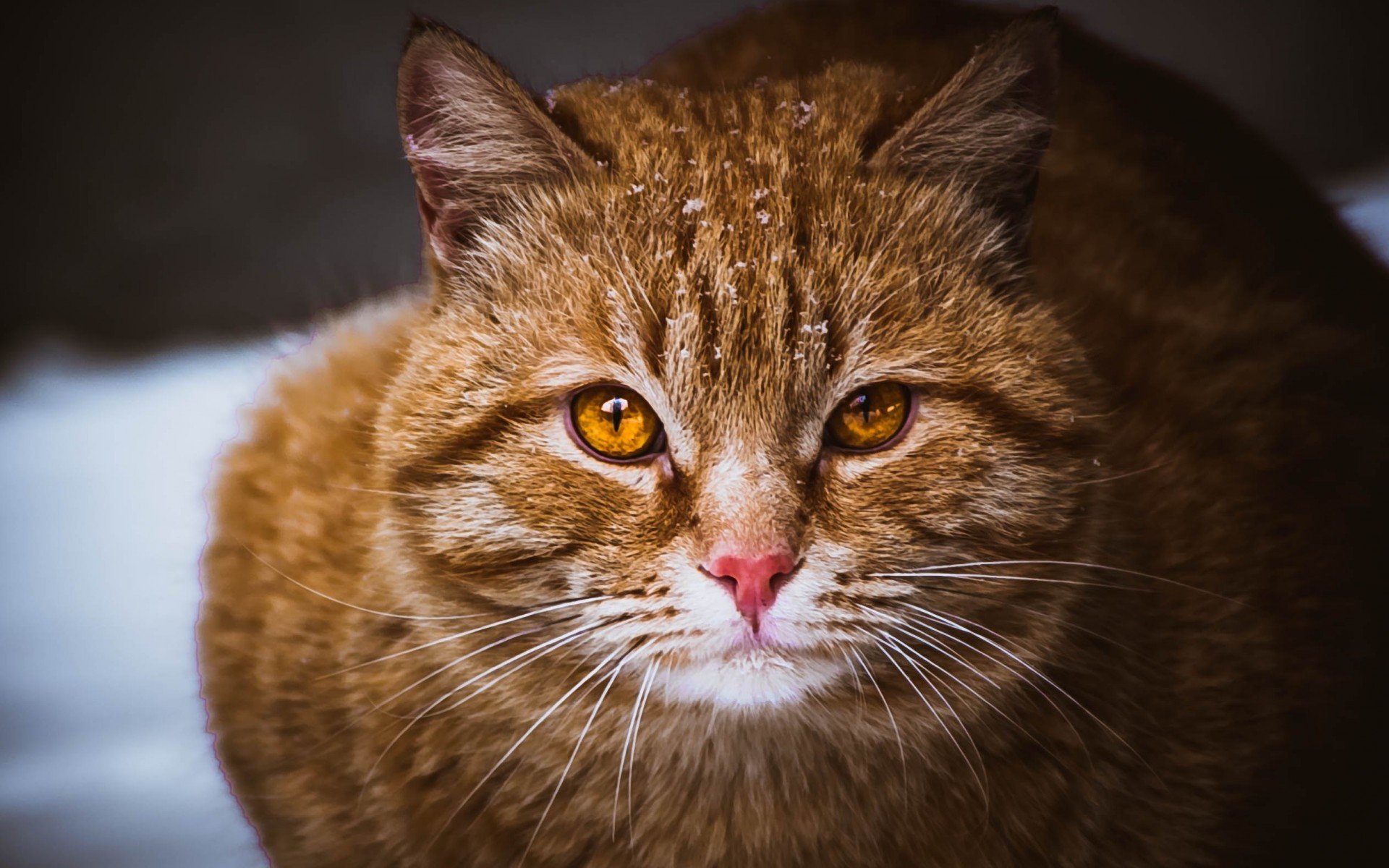 cats, Cat Wallpaper
