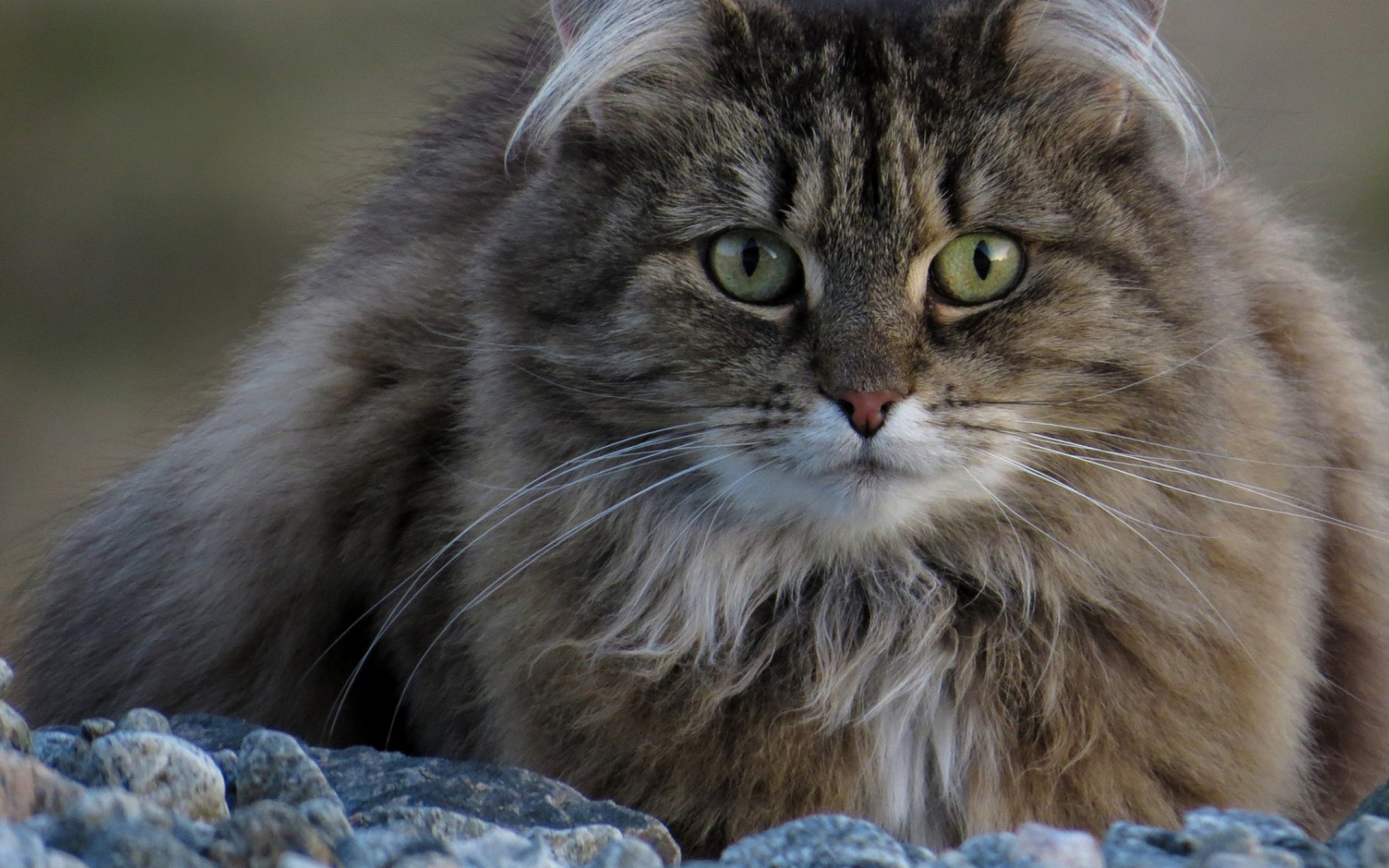 cats, Cat Wallpaper