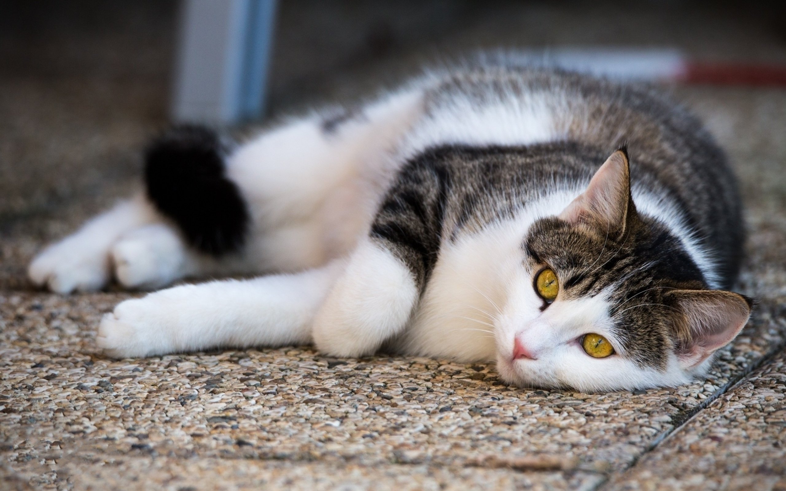 cats, Cat Wallpaper