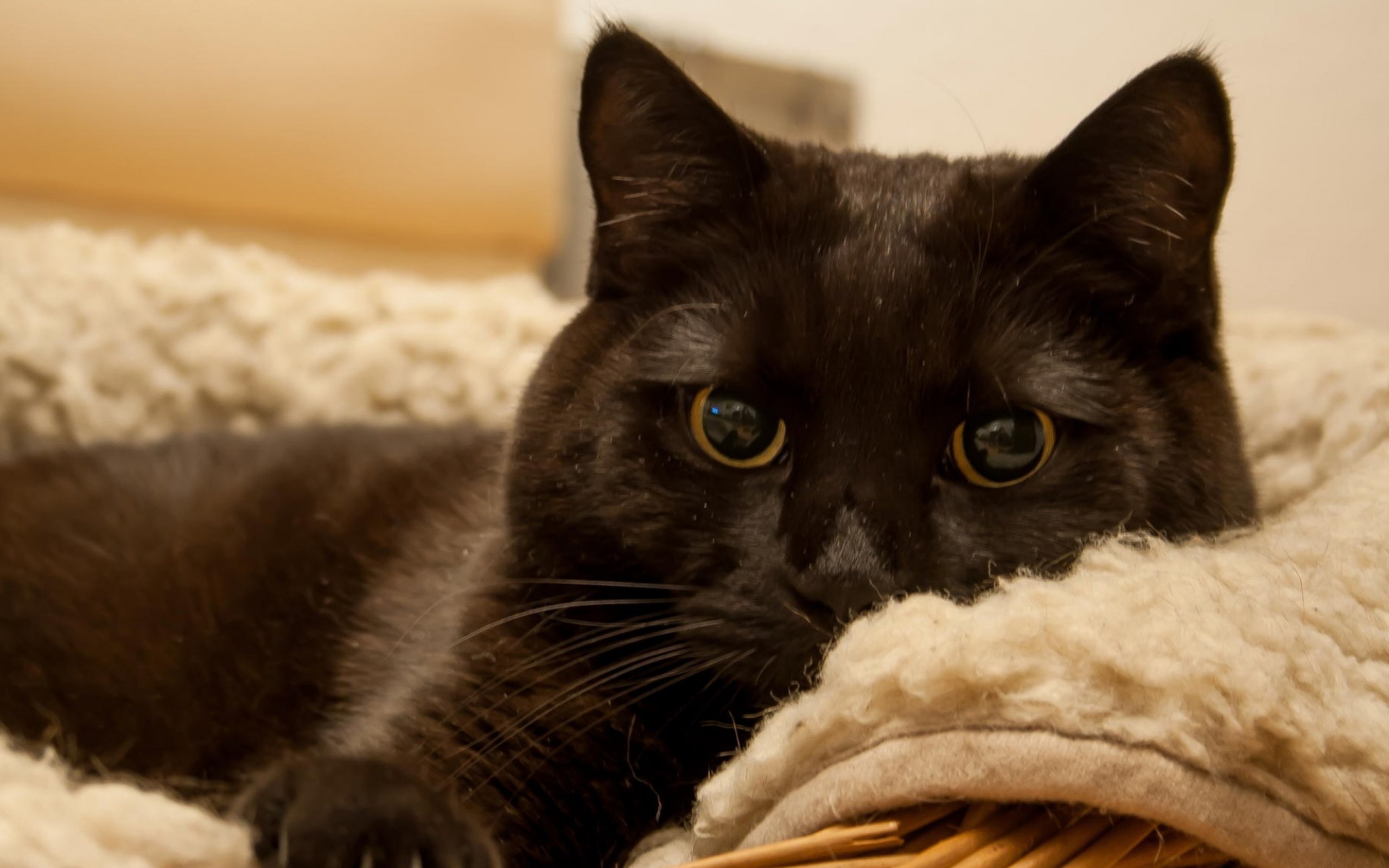 cats, Cat Wallpaper