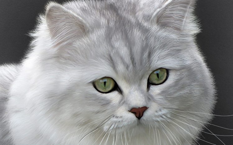 cats, Cat HD Wallpaper Desktop Background