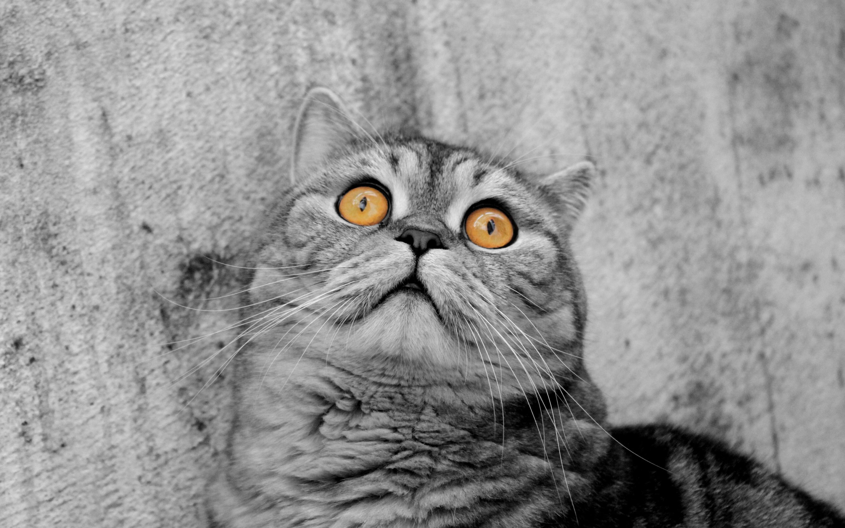 cats, Cat Wallpapers HD / Desktop and Mobile Backgrounds